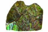 Iridescent Ammolite (Fossil Ammonite Shell) - Alberta, Canada #162390-1